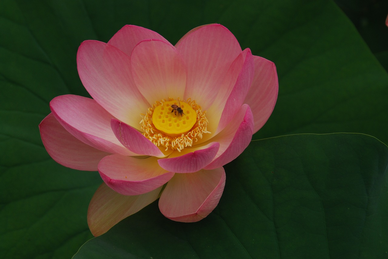 flower lotus pink free photo