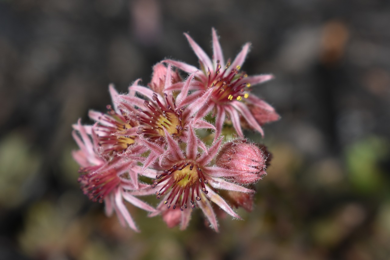 flower pink plant free photo