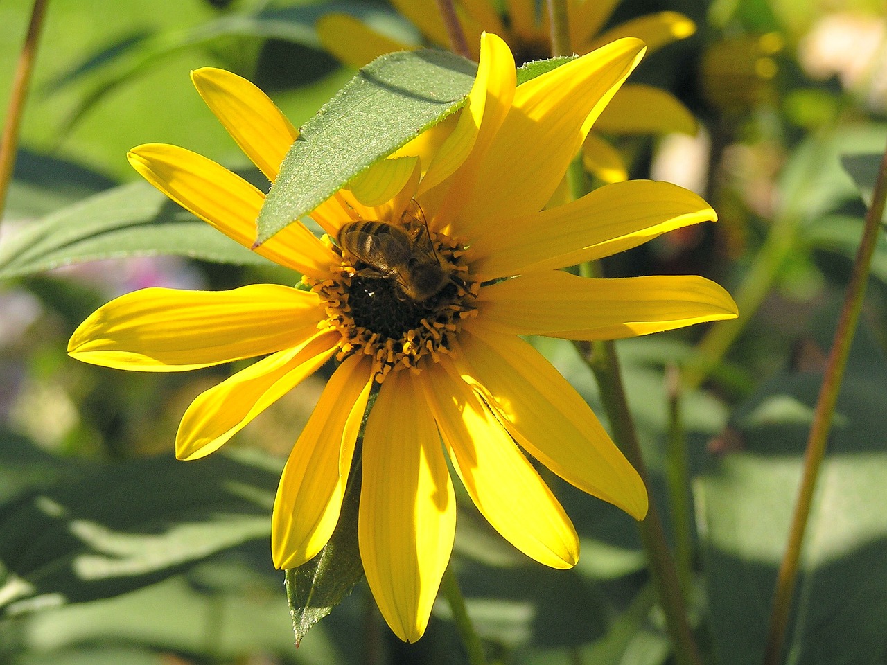 flower garden nature free photo