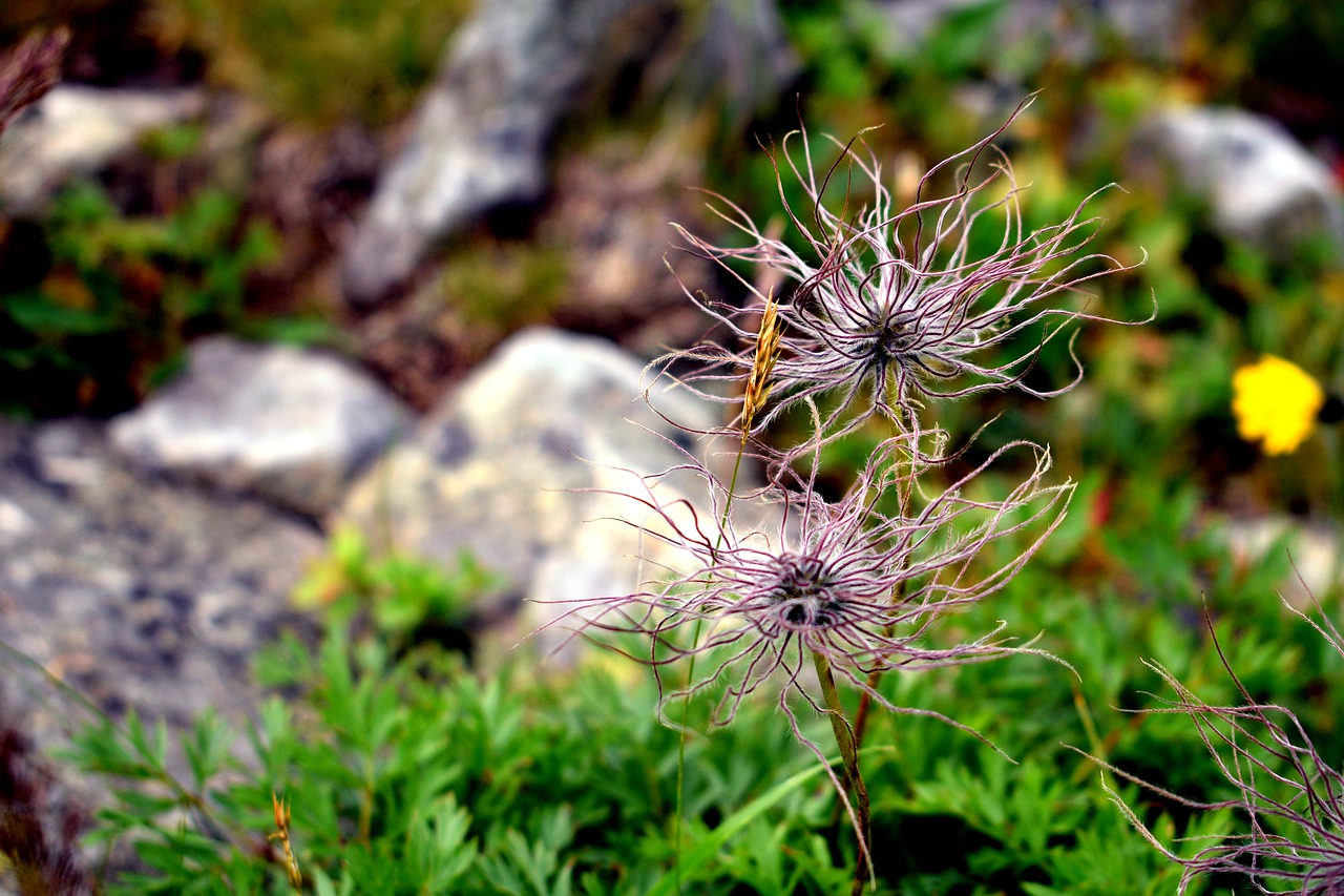 flower mountain nature free photo