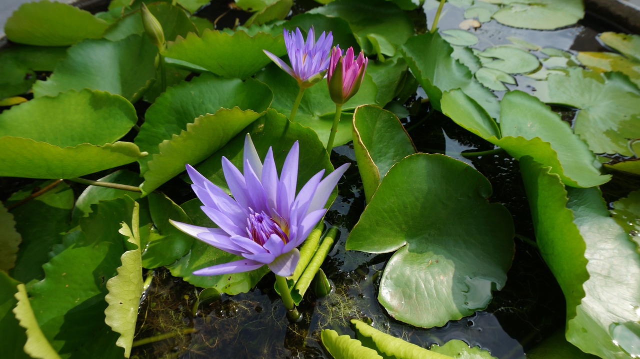 flower sacred lotus water plant free photo