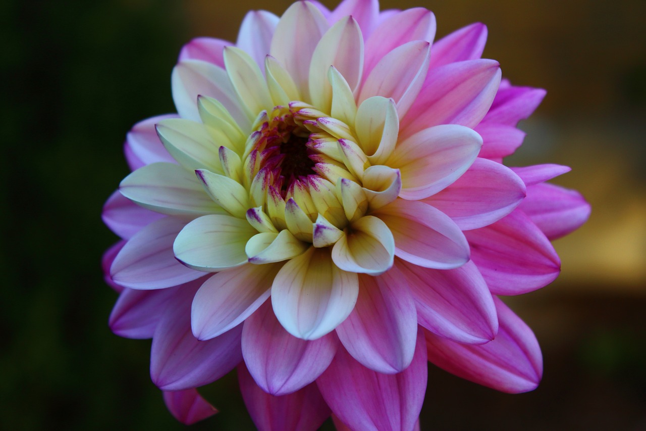 flower floral chrysanthemum free photo