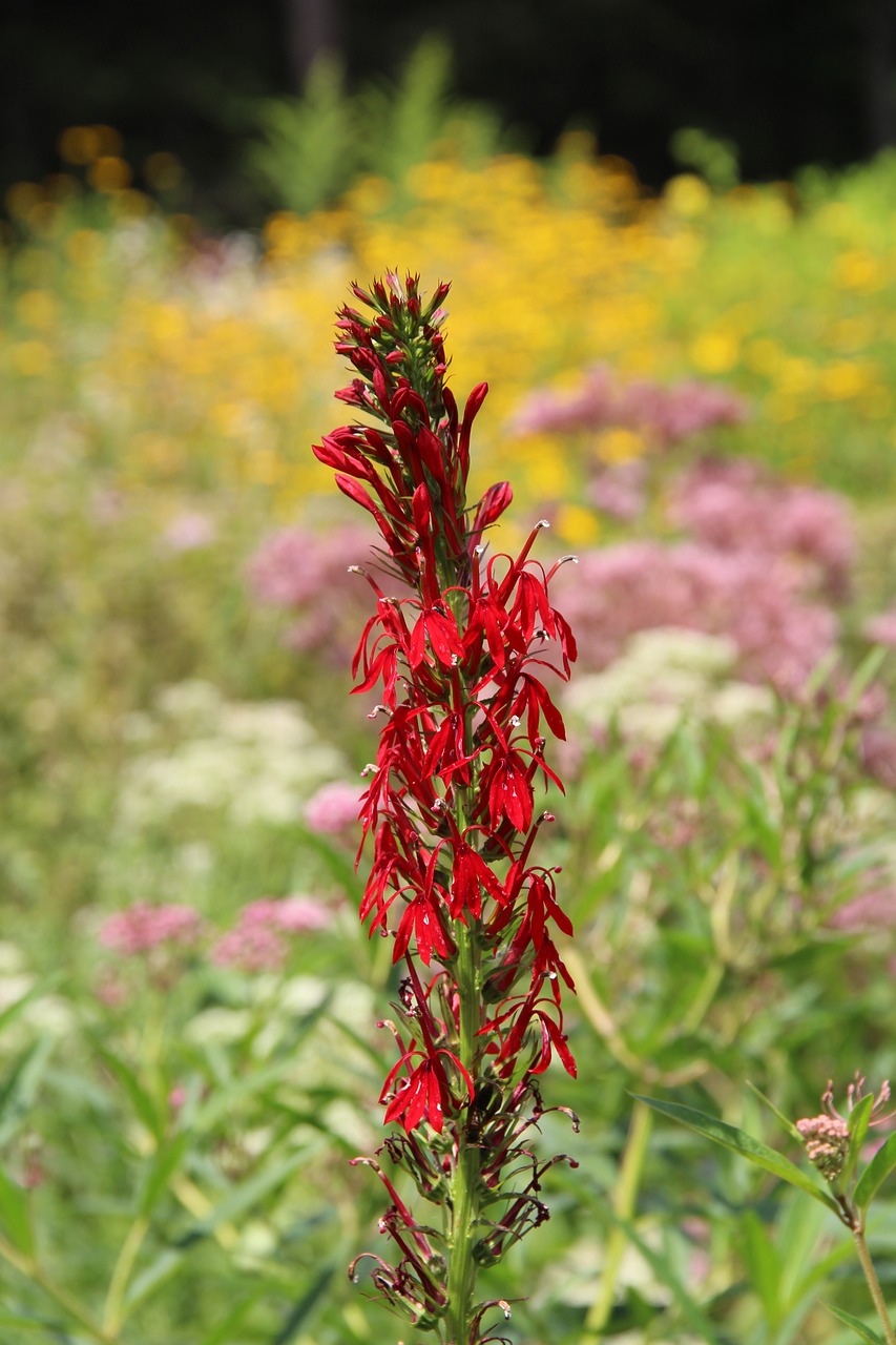 flower red yellow free photo