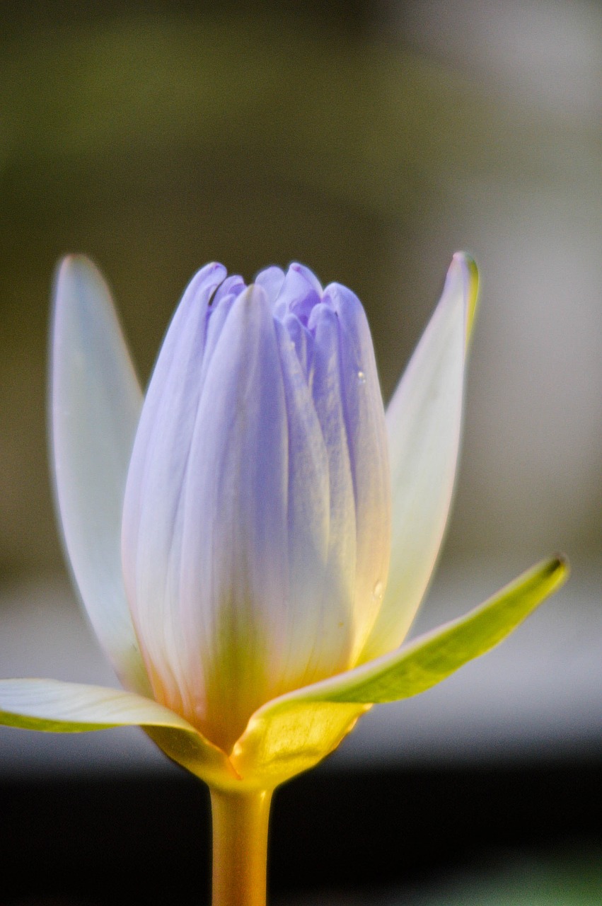 flower lotus beautiful free photo