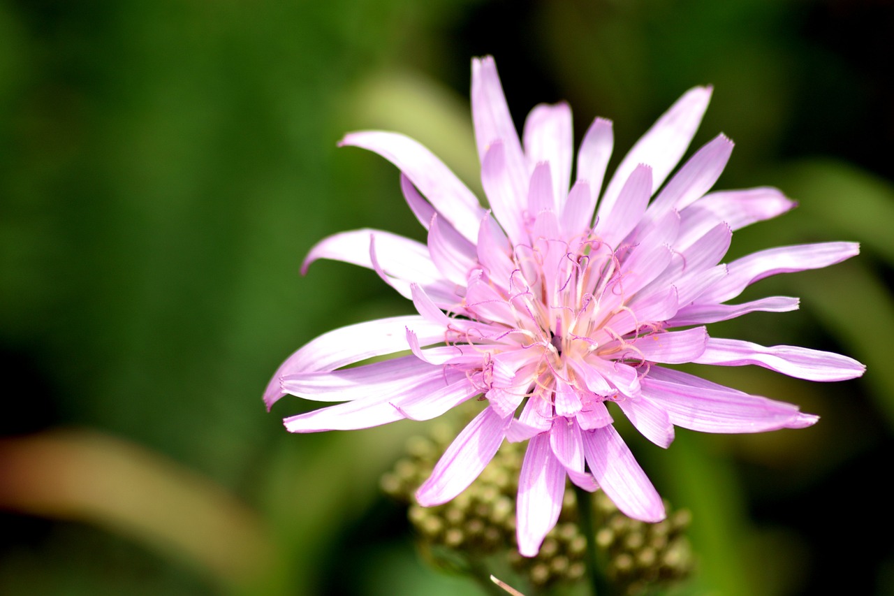 flower pink macro free photo