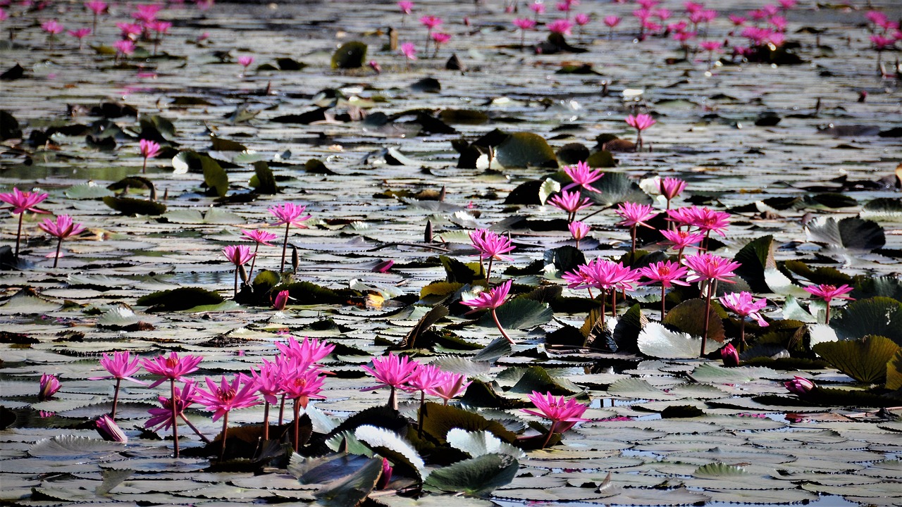 flower nature lotus free photo