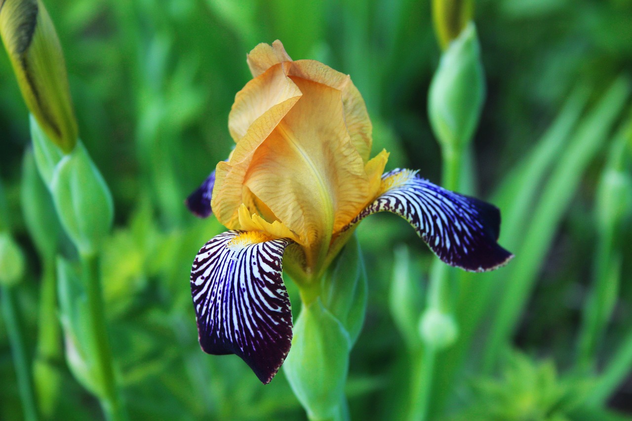 flower garden blossom free photo