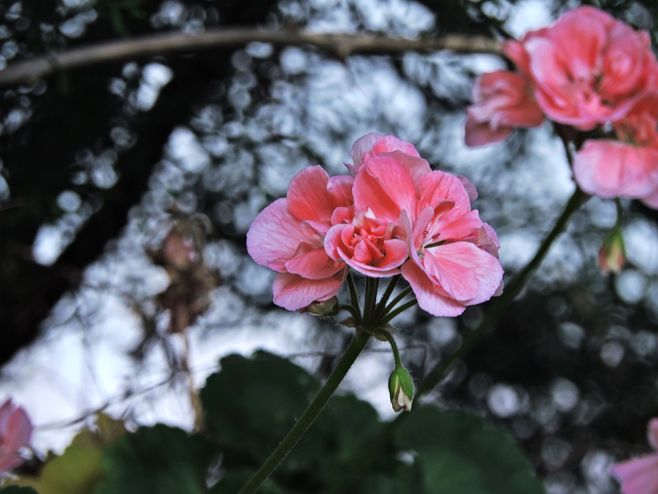 flower pink flowers garden free photo