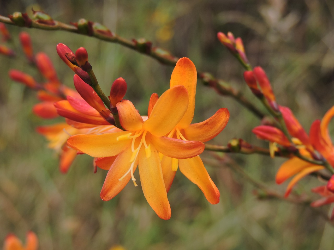 flower paramo moor free photo