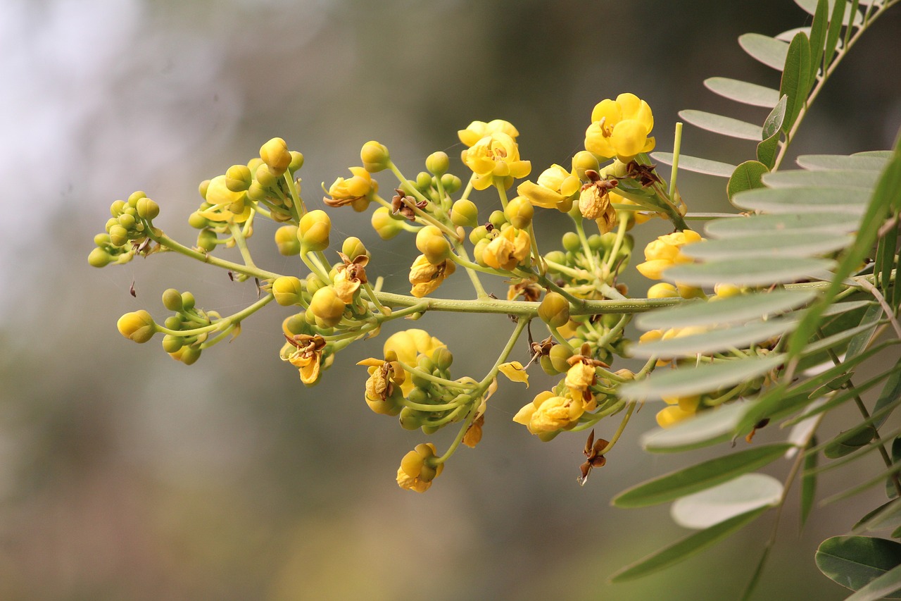 flower yellow yellow flowers free photo