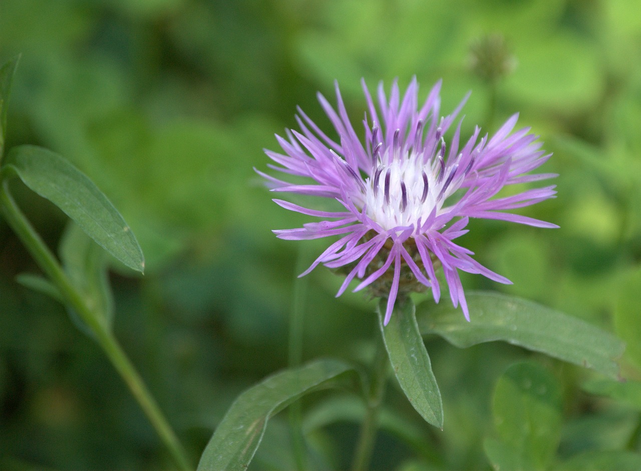 flower plant purple free photo