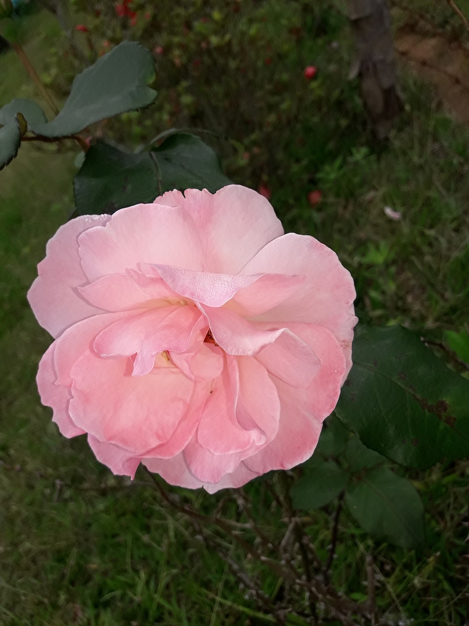 flower pink rose petals free photo