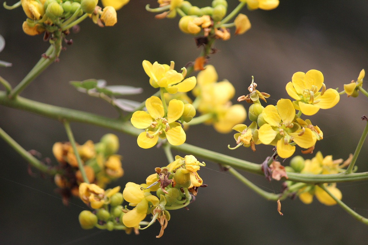 flower yellow yellow flowers free photo