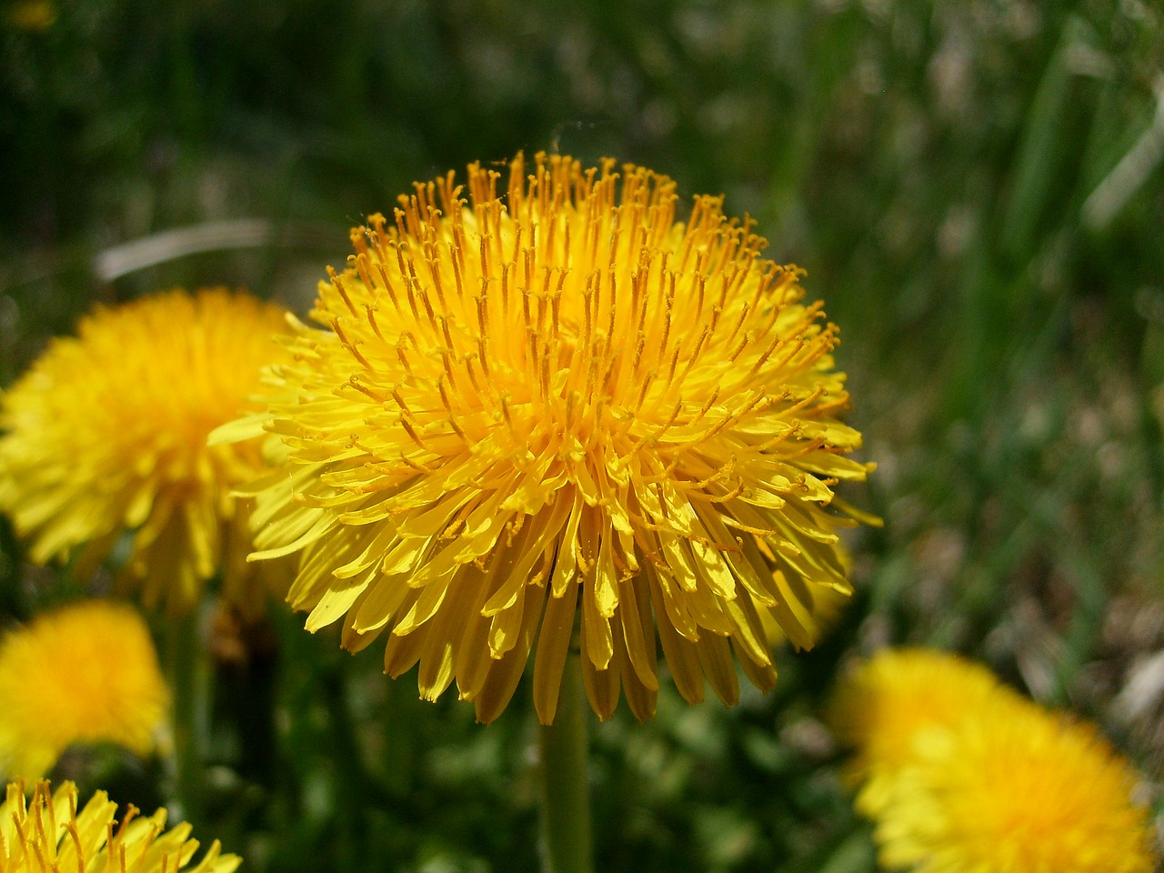 flower nuns macro free photo