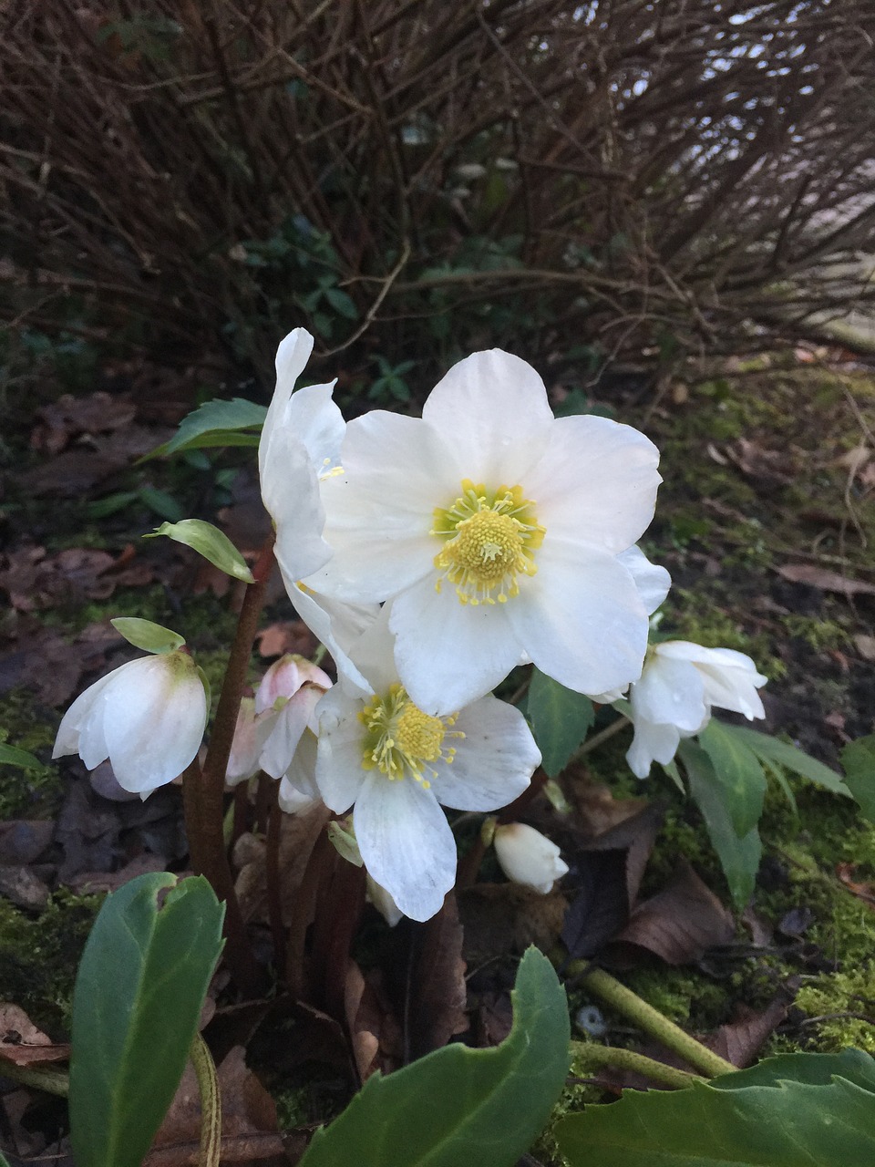 flower white spring free photo