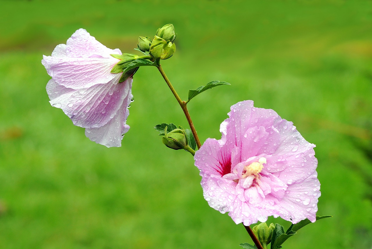 flower autumn garden free photo