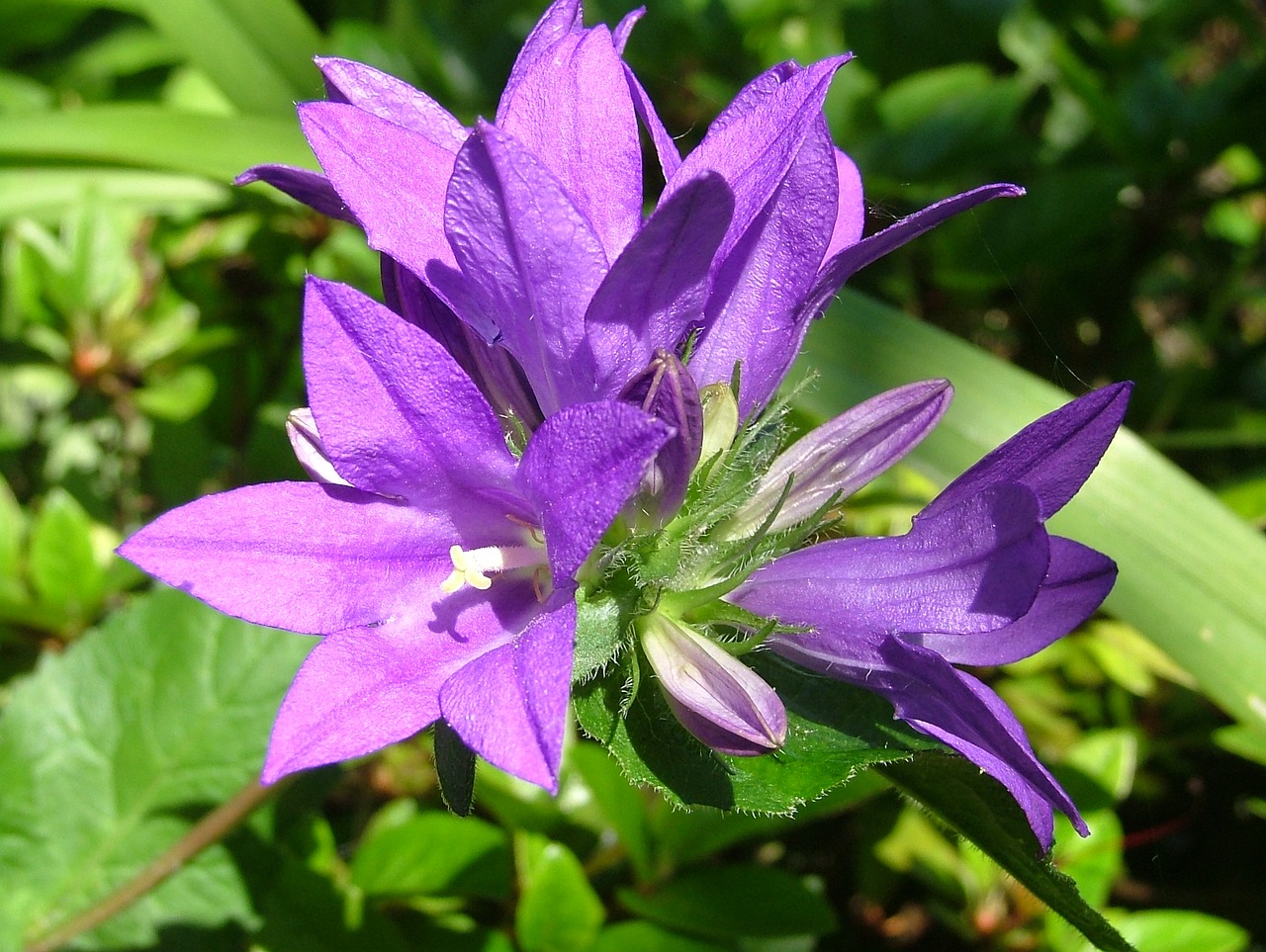 flower purple flowers nature free photo