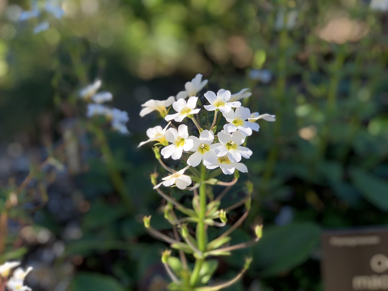 flower close up nature free photo