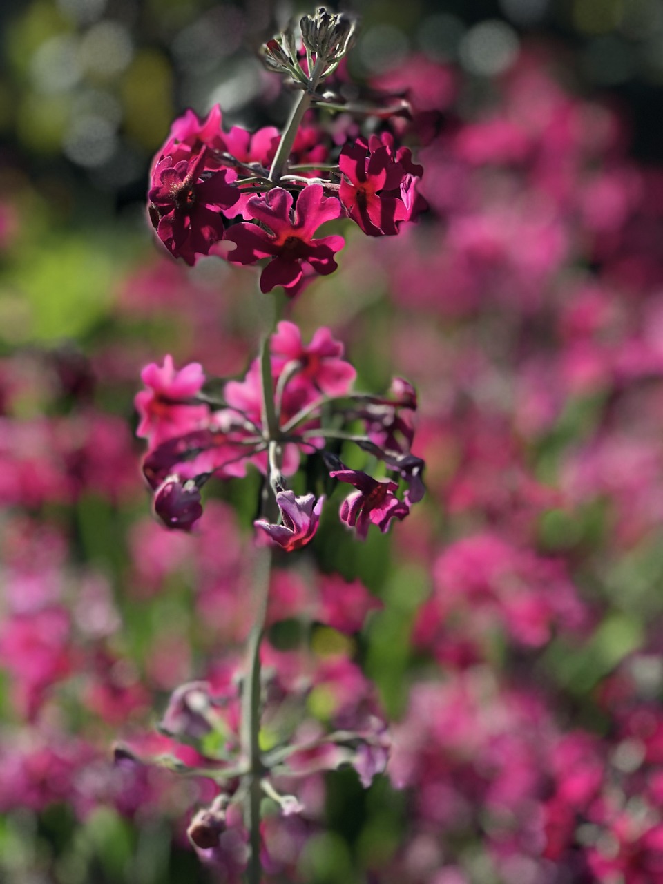 flower close up nature free photo