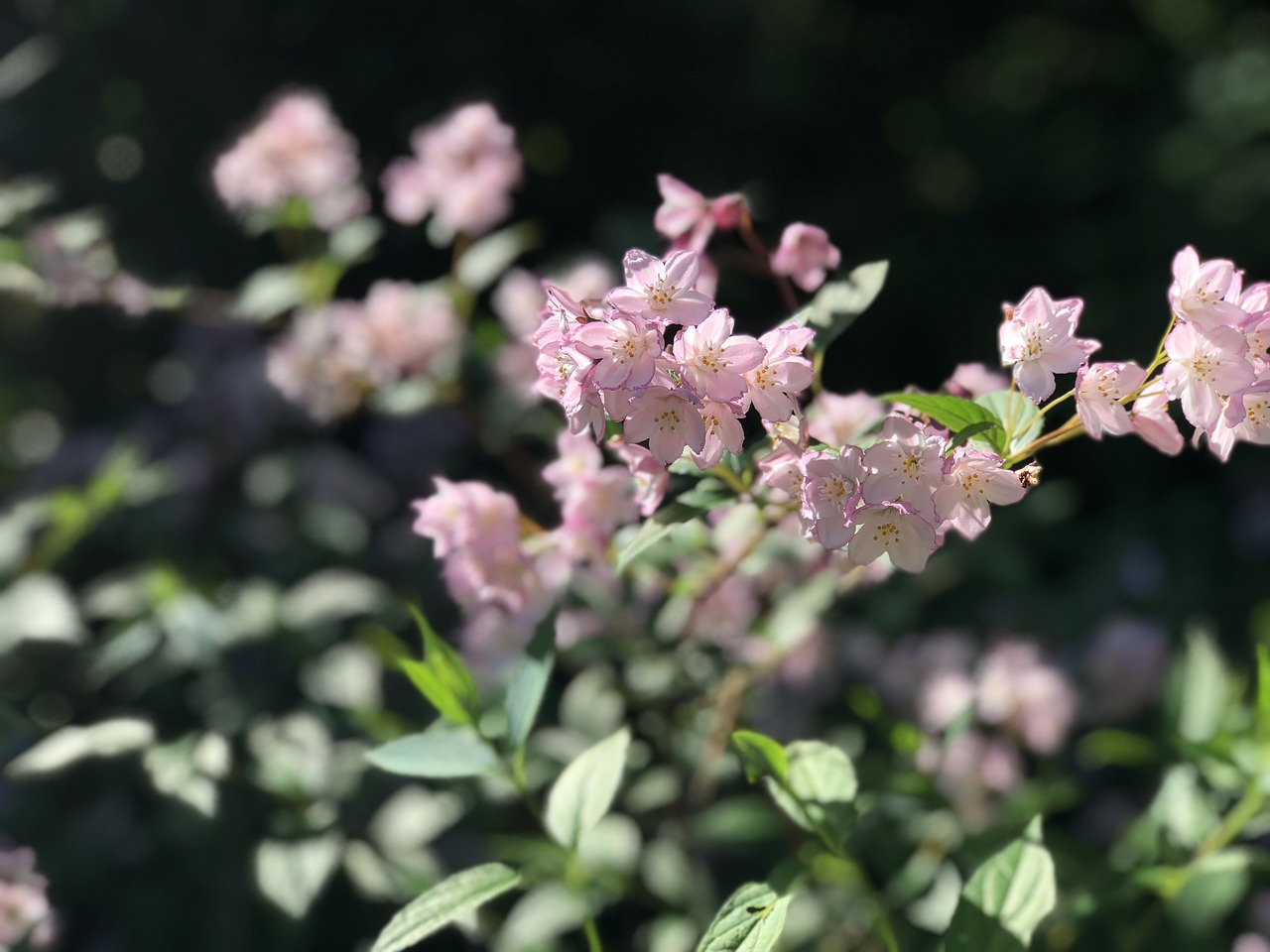 flower close up nature free photo