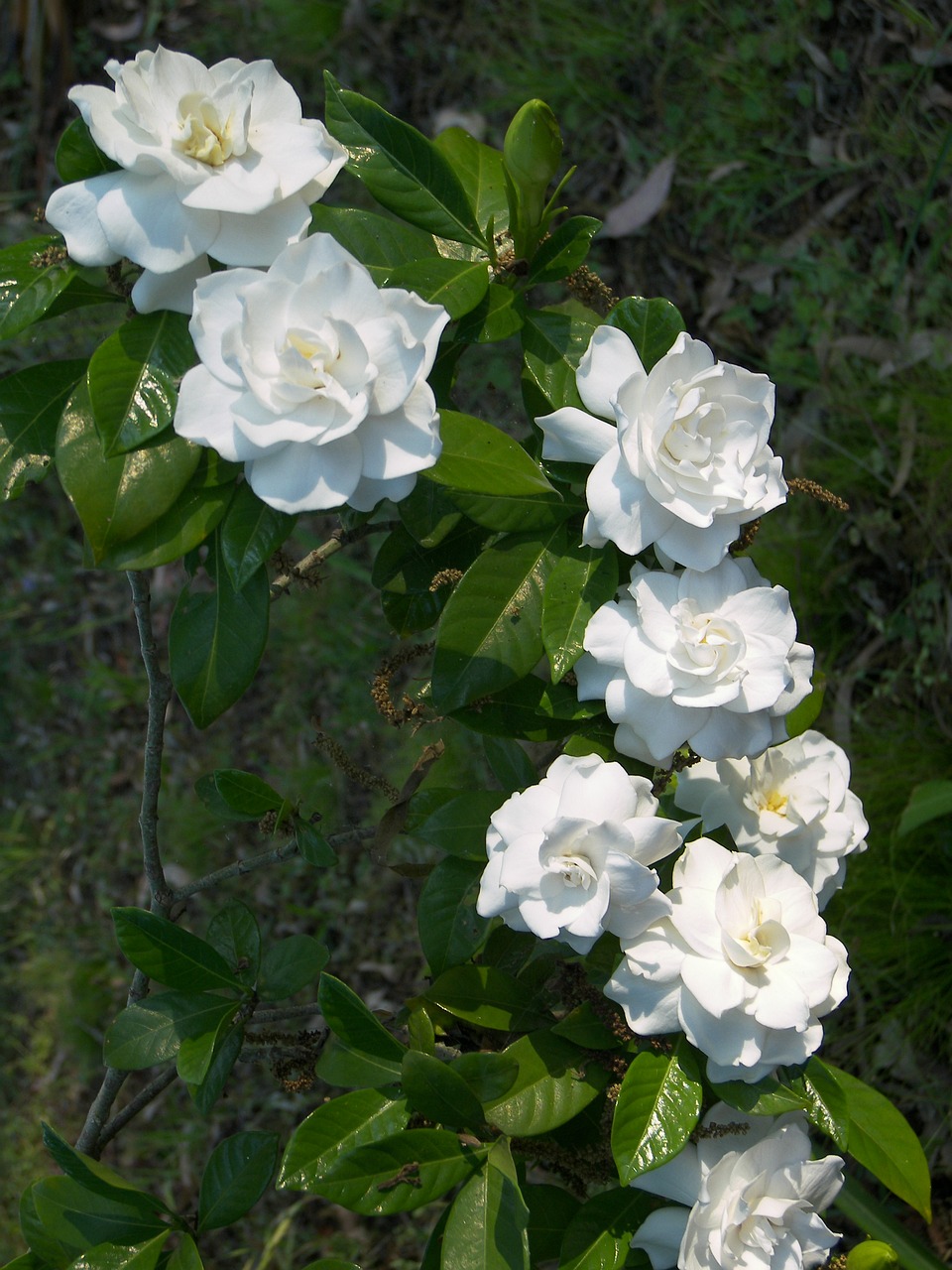 flower white garden free photo