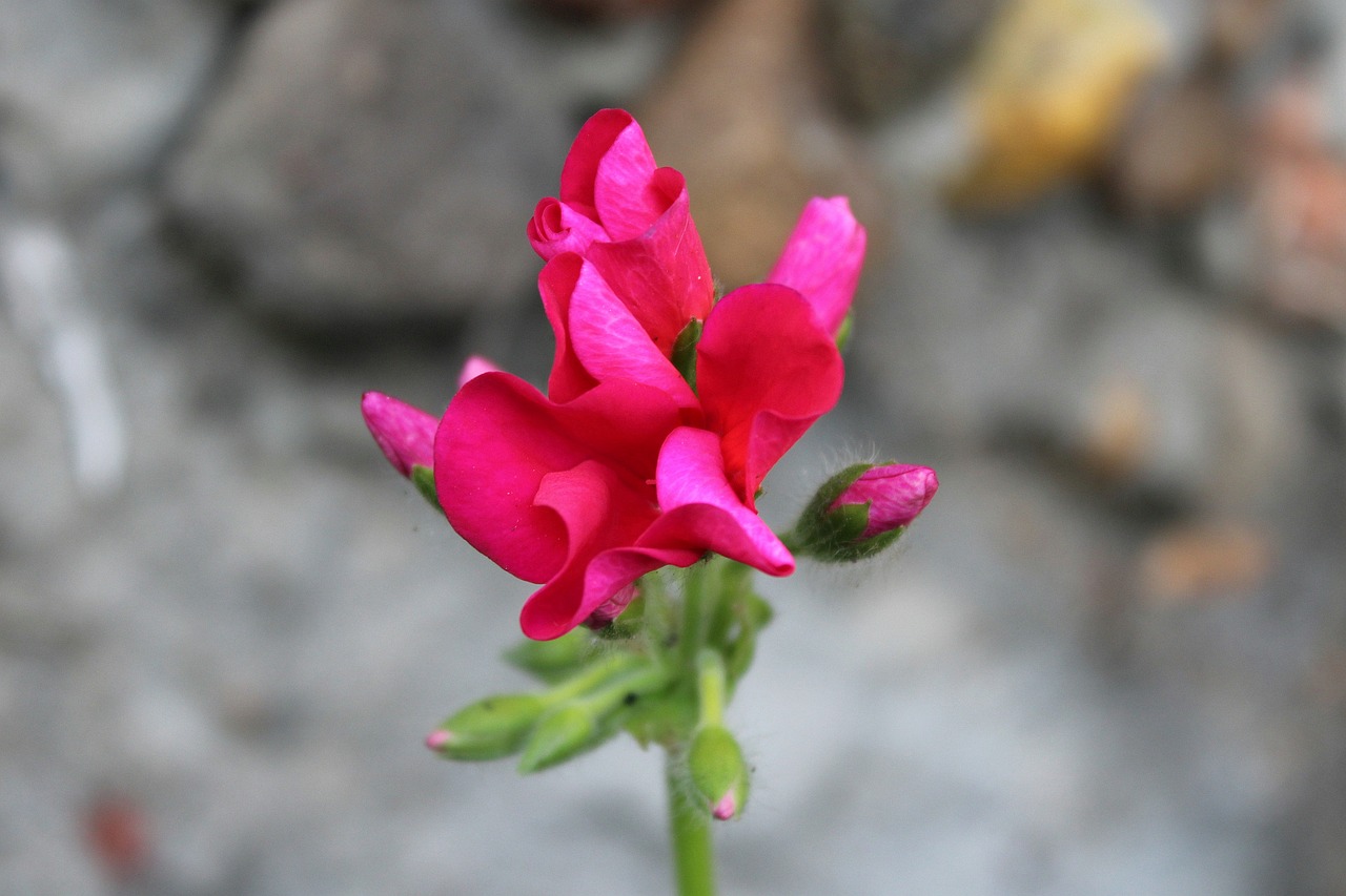 flower red red flower free photo