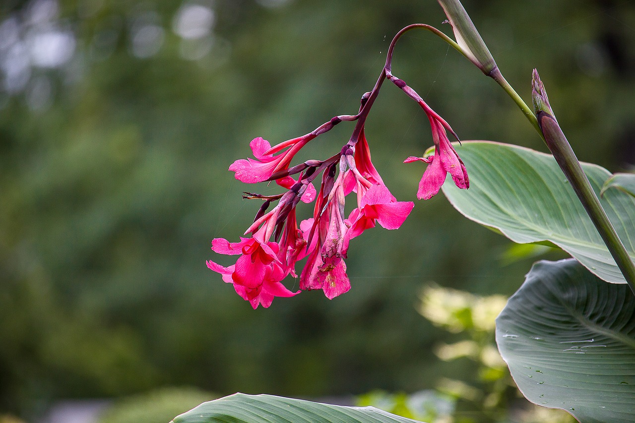 flower plant red flower free photo