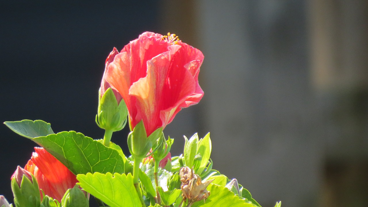 flower hibiscus floral free photo