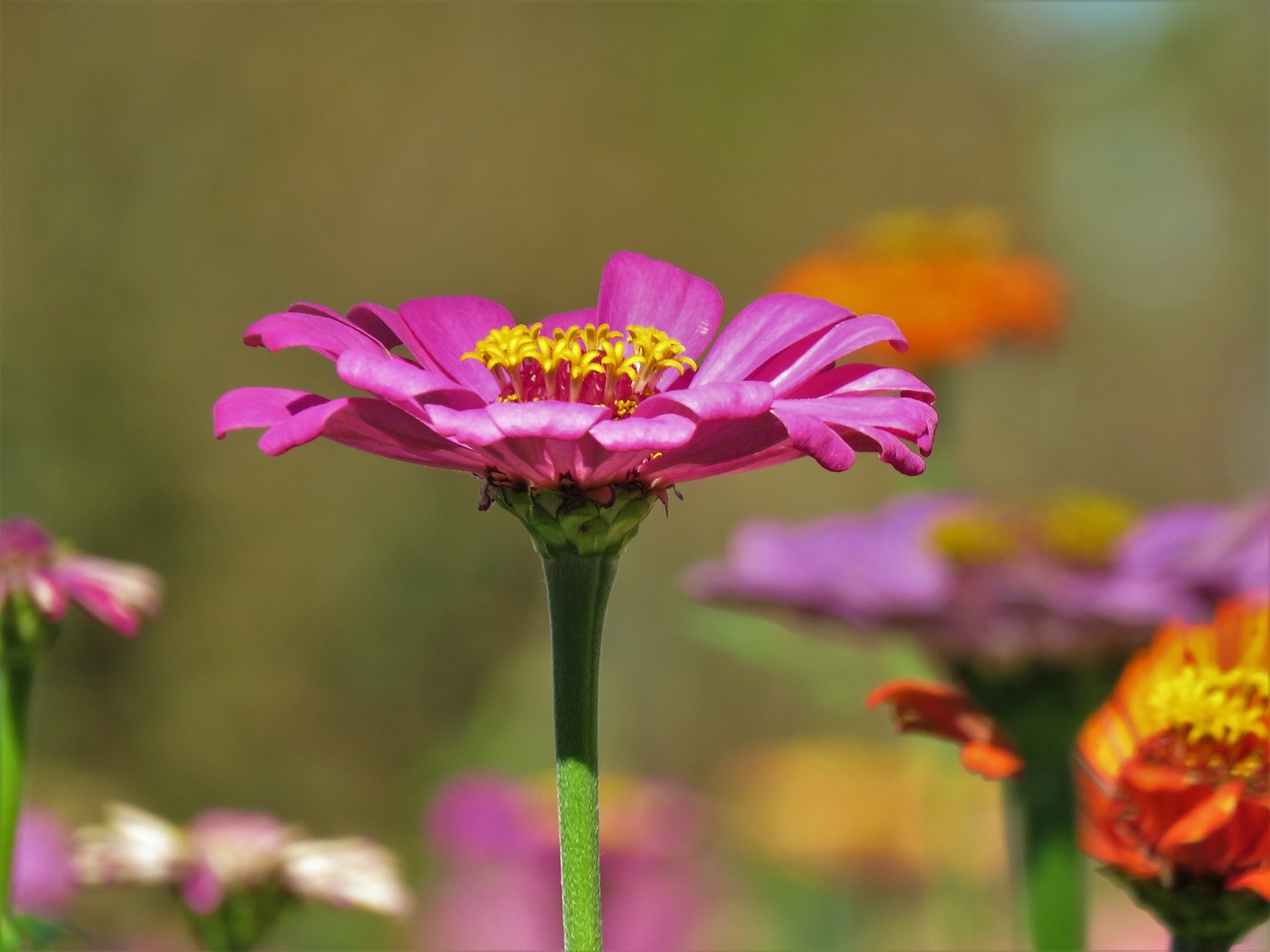 flower macro pink free photo