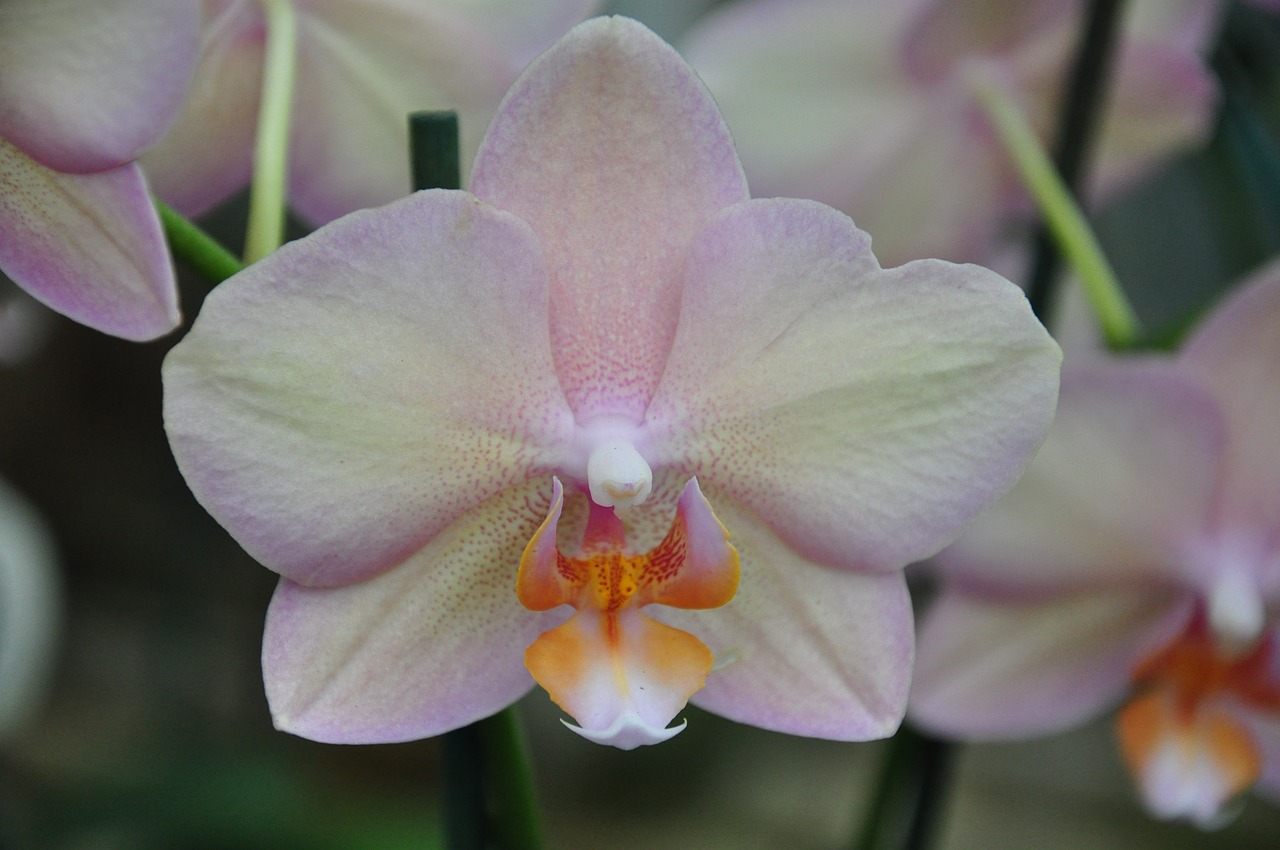 flower orchid petal free photo