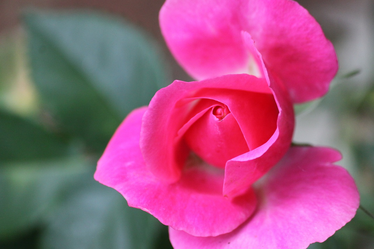 flower pink pink flower free photo