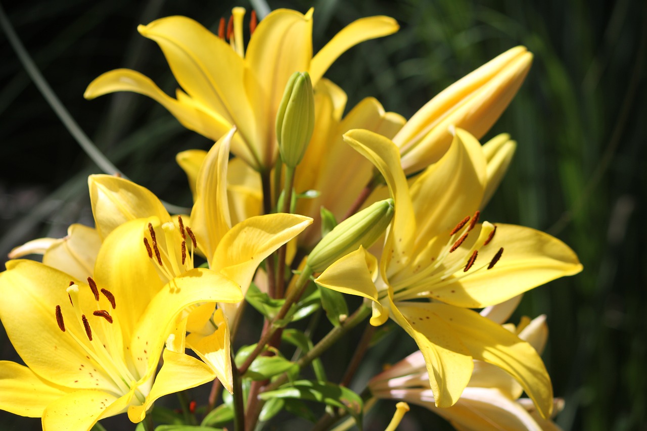 flower yellow yellow flower free photo