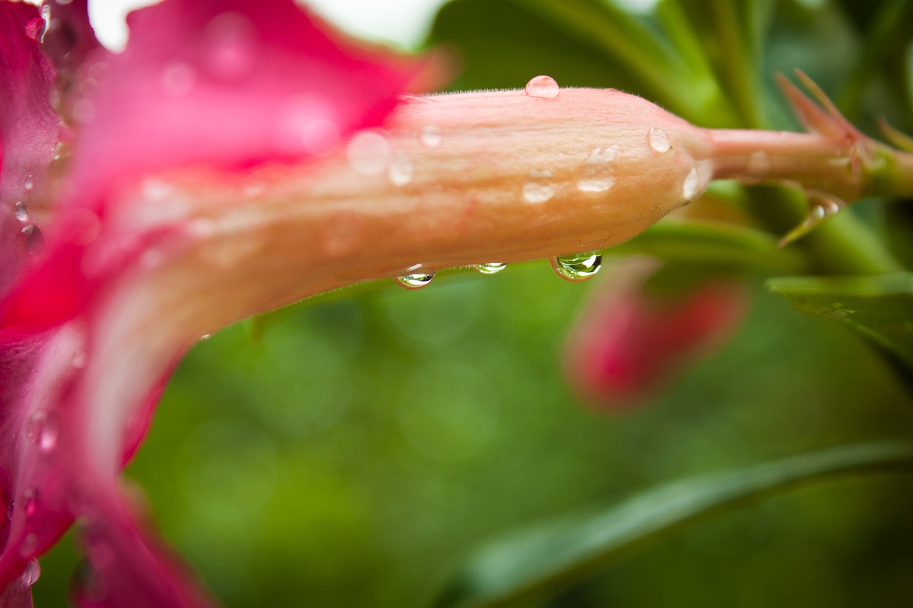 flower dew nature free photo