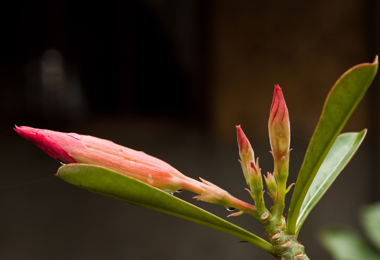 flower dew nature free photo