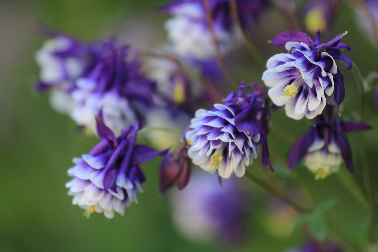 flower petal floral free photo