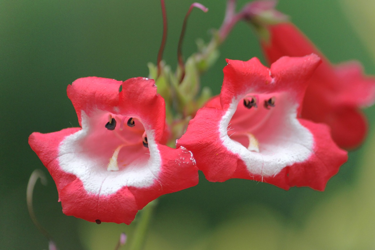 flower red and white nature free photo