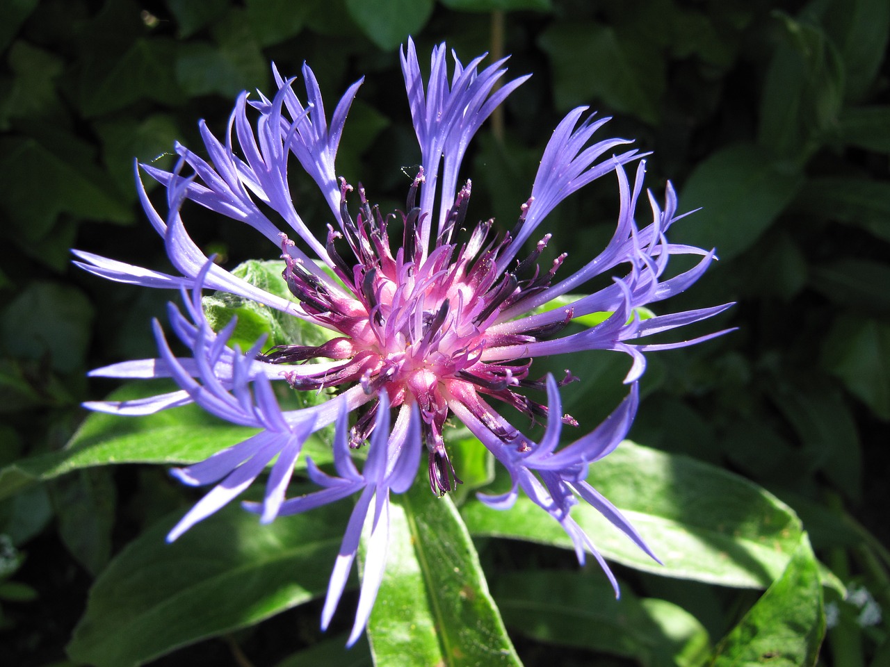 flower cornflowers macro free photo