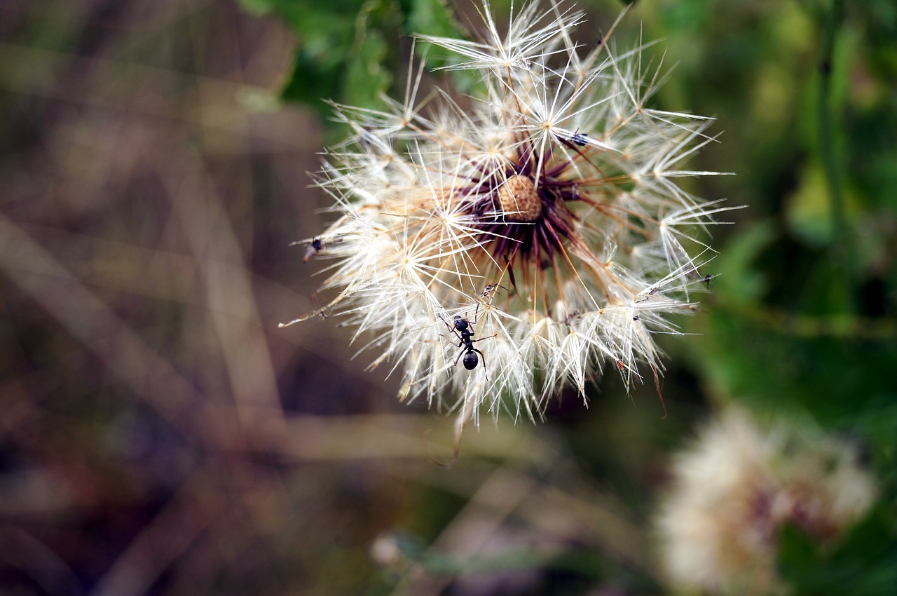 flower bee wild flower free photo