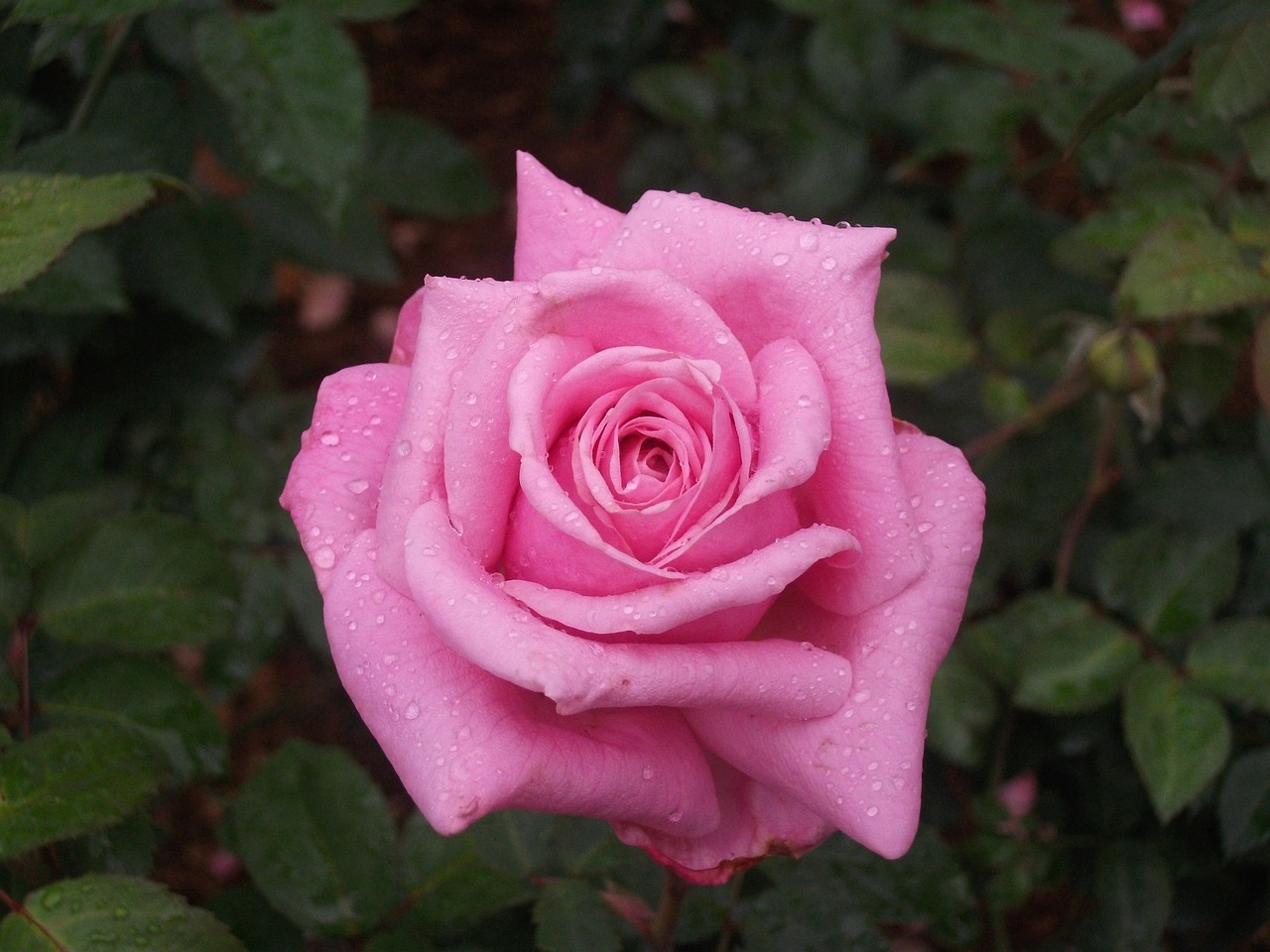 flower rose pink free photo