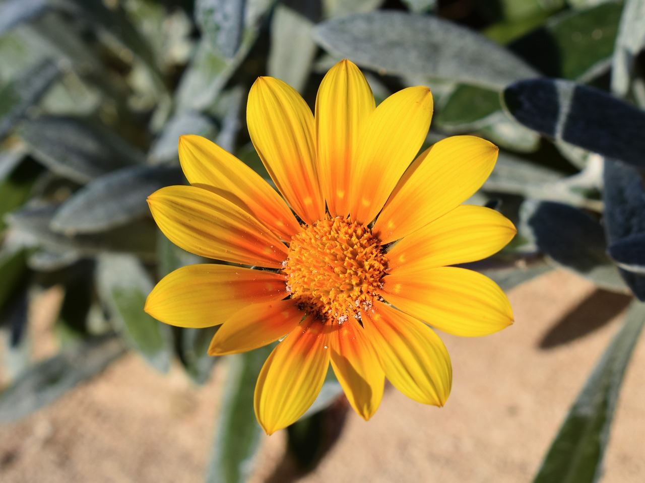 flower yellow ammophilous free photo