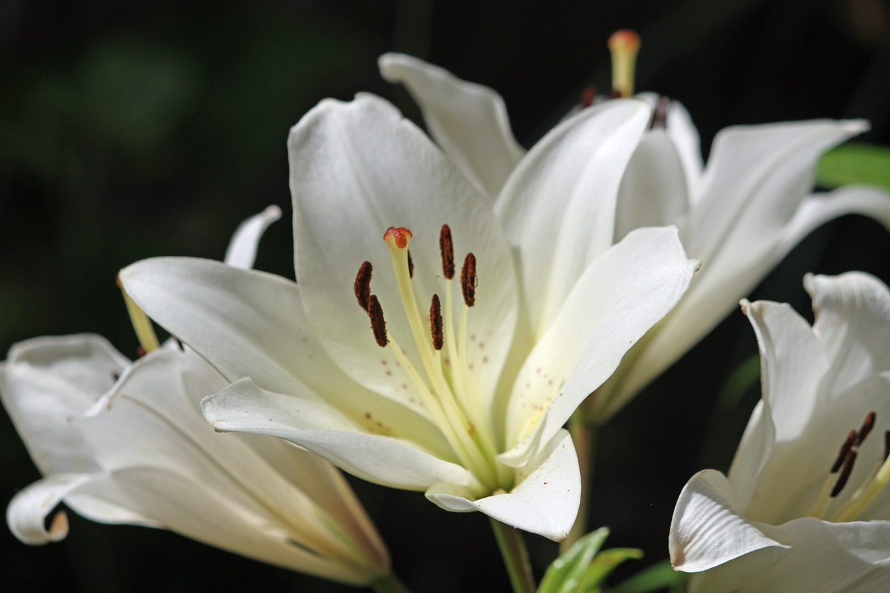 flower white flower nature free photo