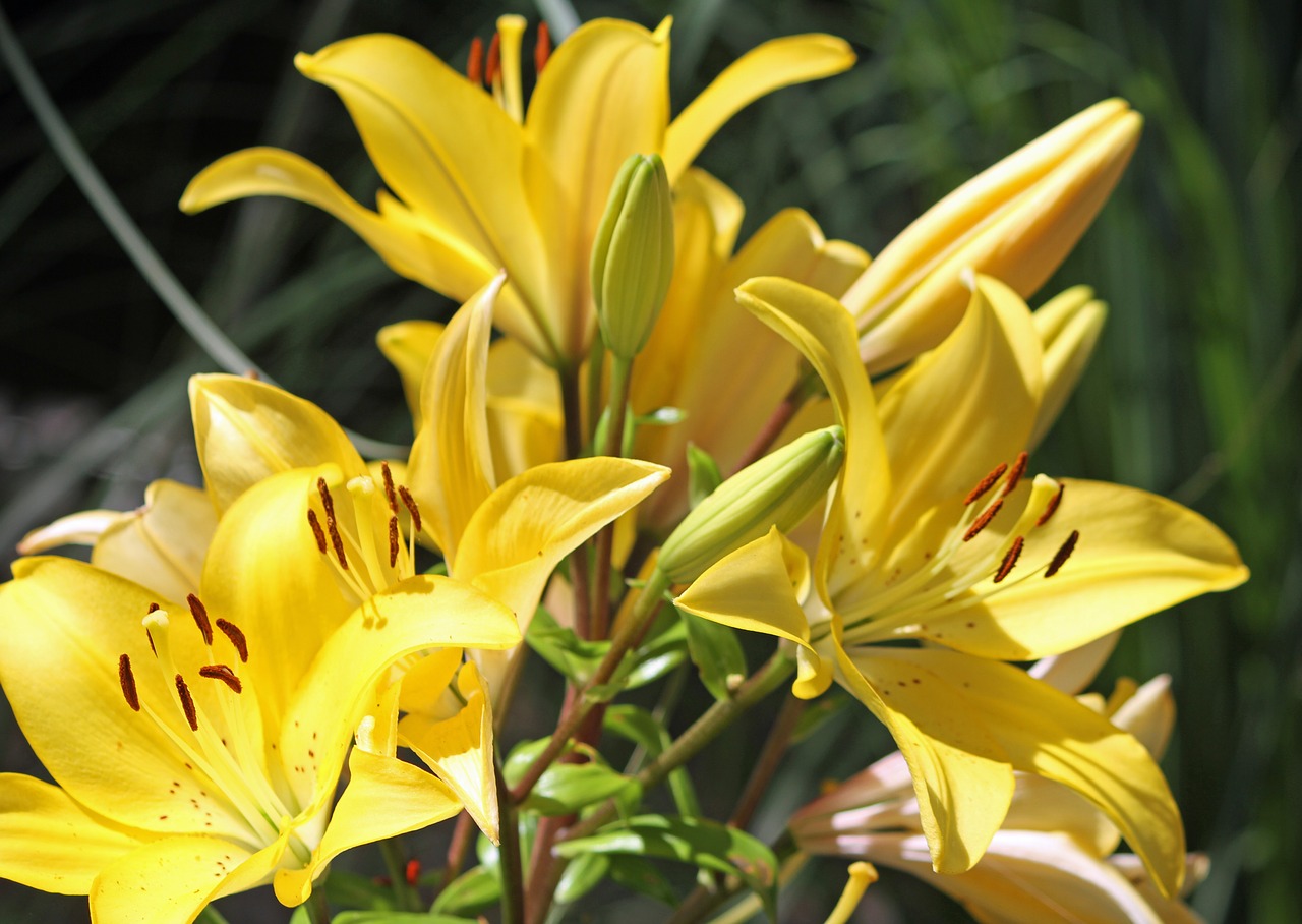 flower yellow yellow flowers free photo