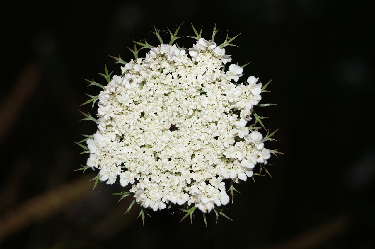 flower nature plant free photo