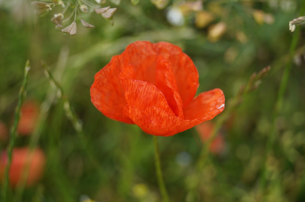 flower plant garden free photo