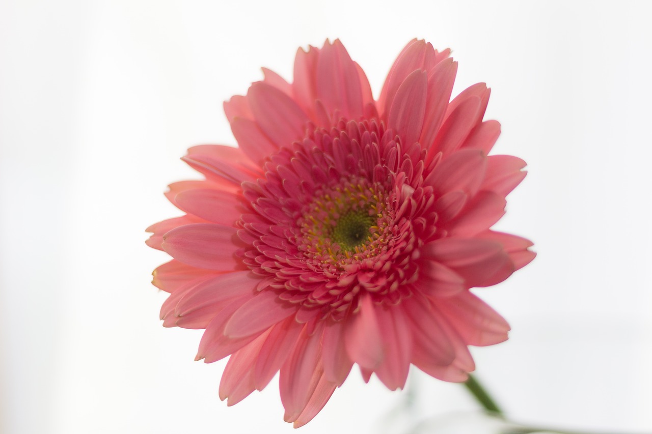 flower gerbera rosa free photo