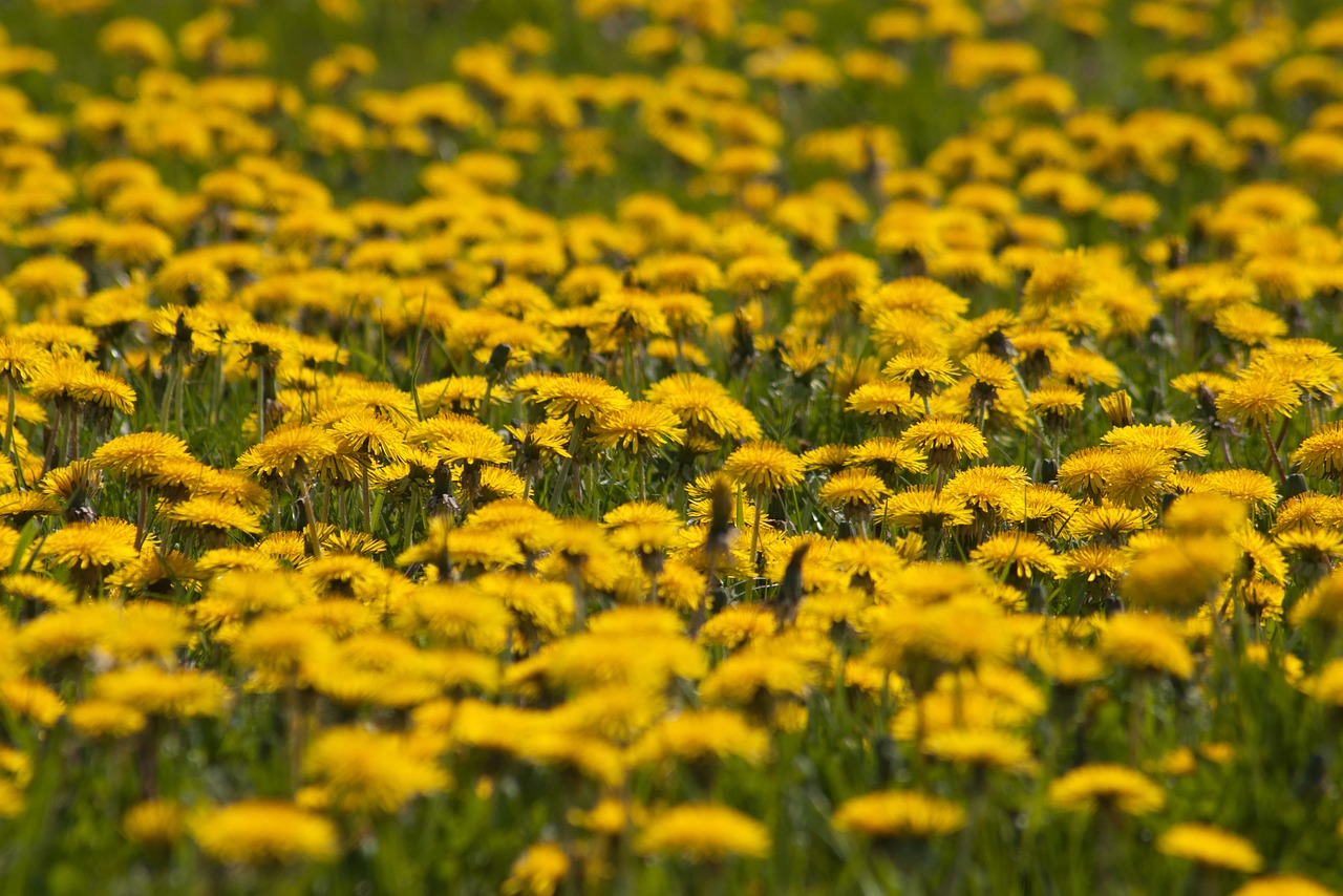 flower flower field dandelion free photo