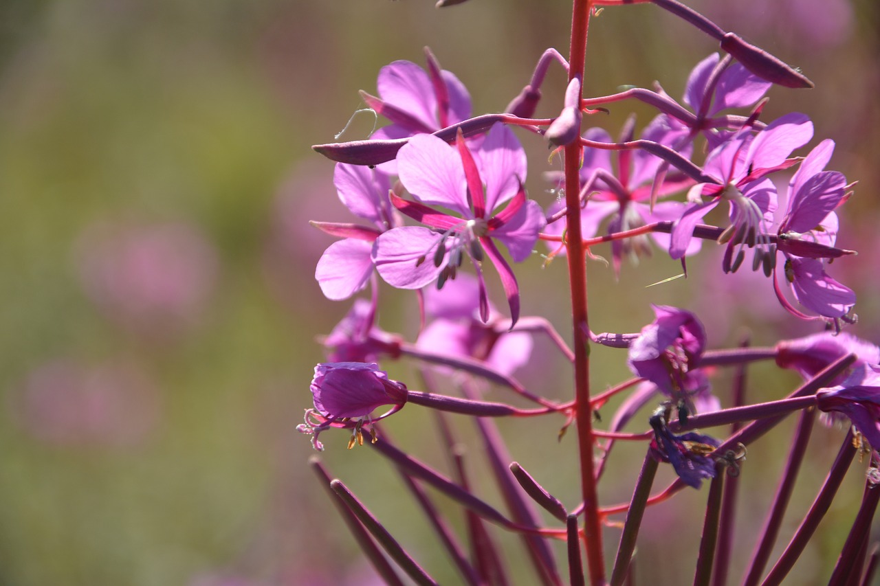 flower blossom bloom free photo