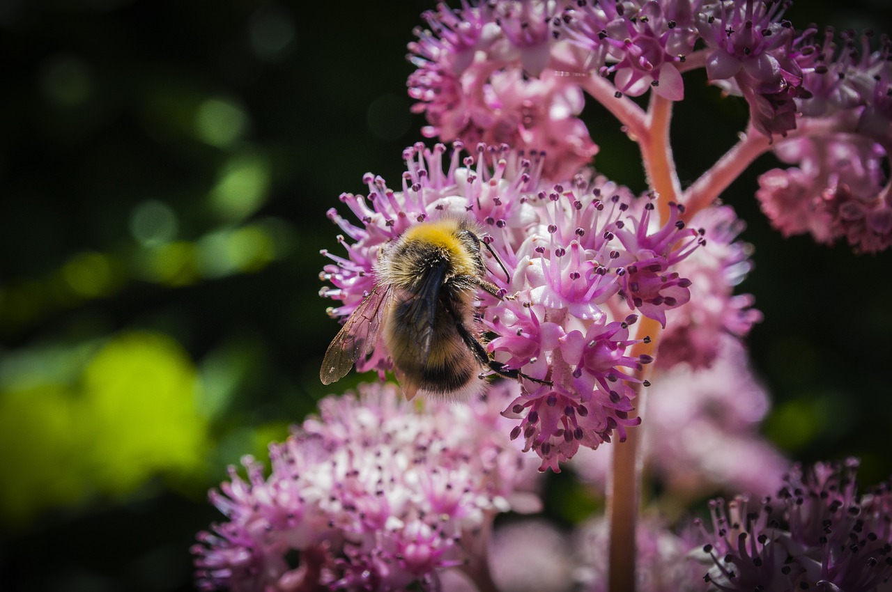 flower animal nature free photo