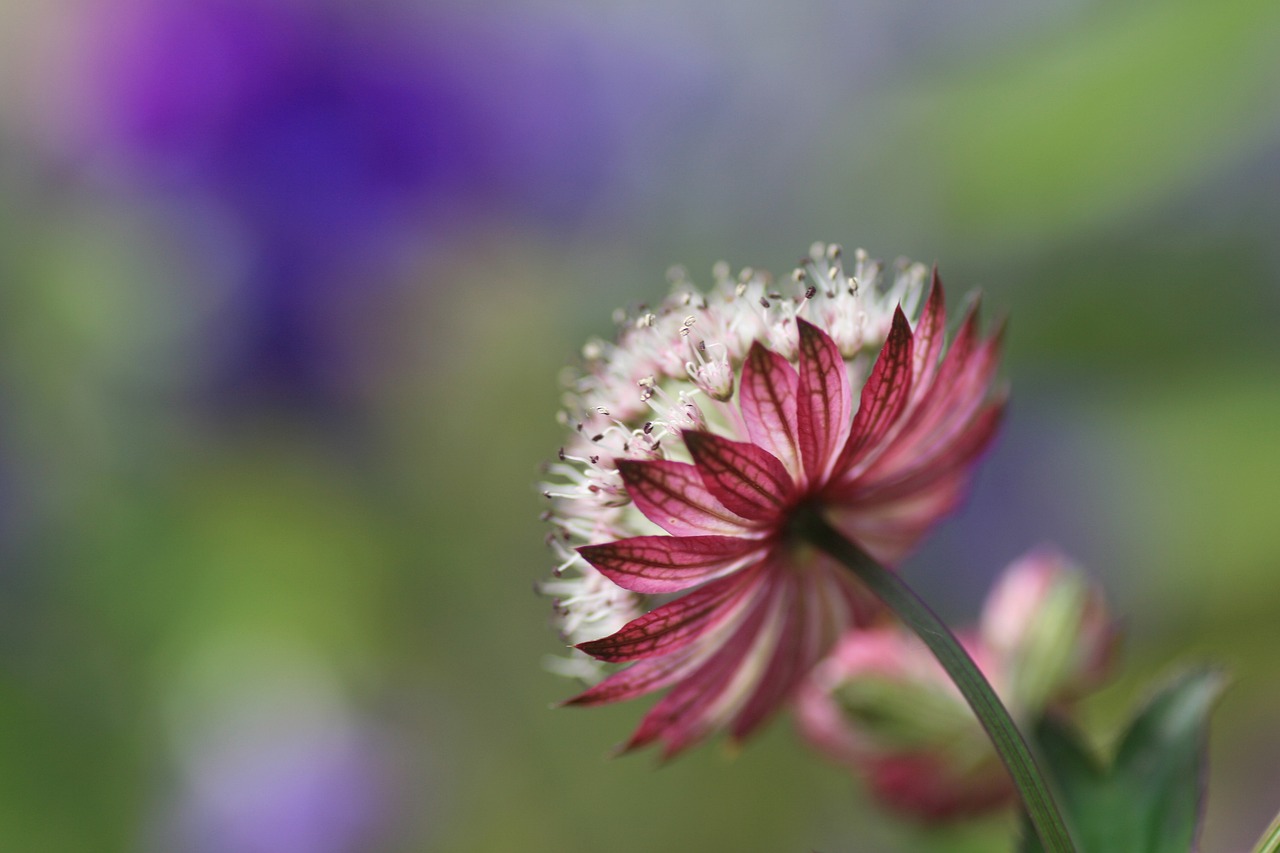 flower blossom bloom free photo