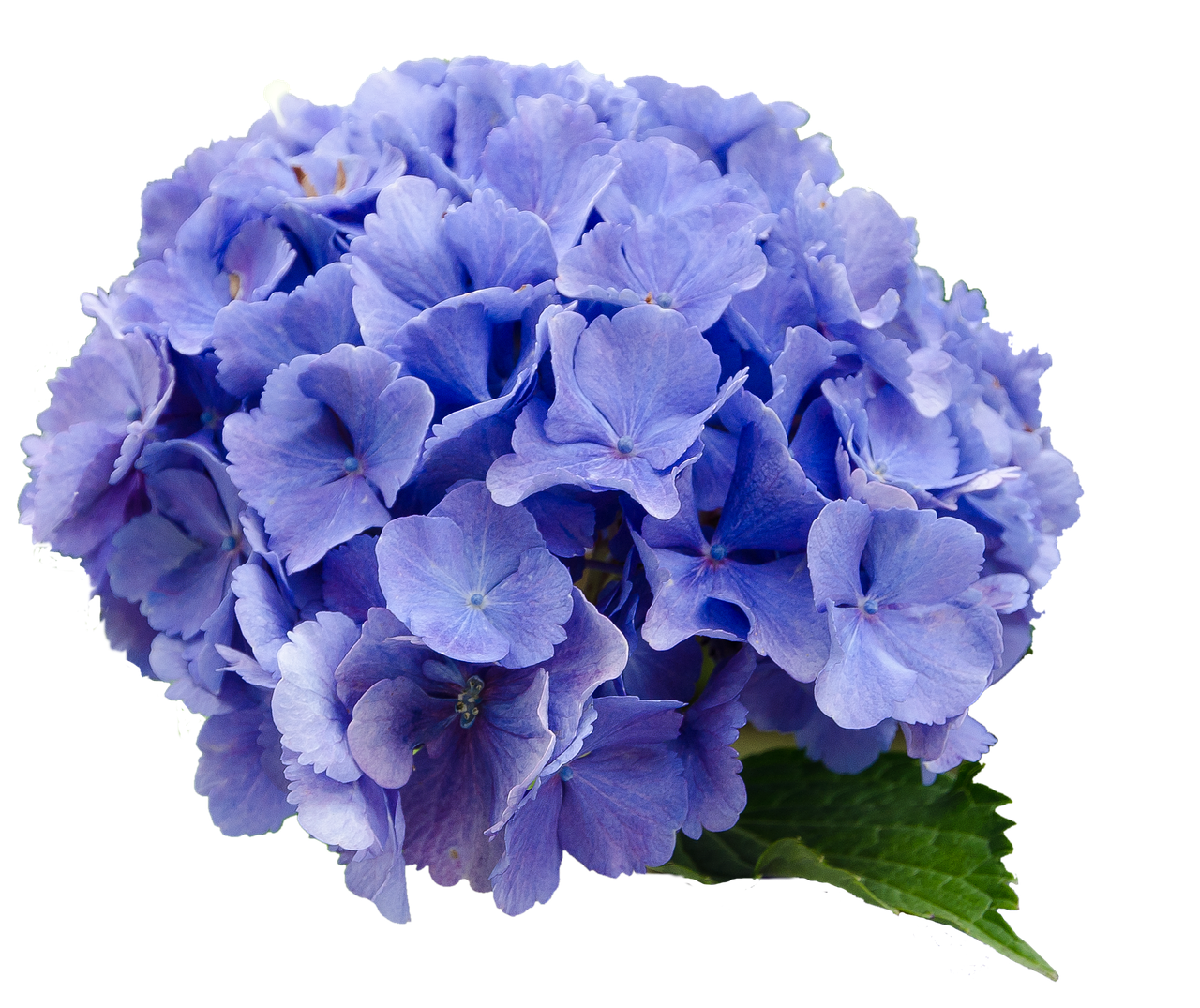 flower hydrangea blue free photo